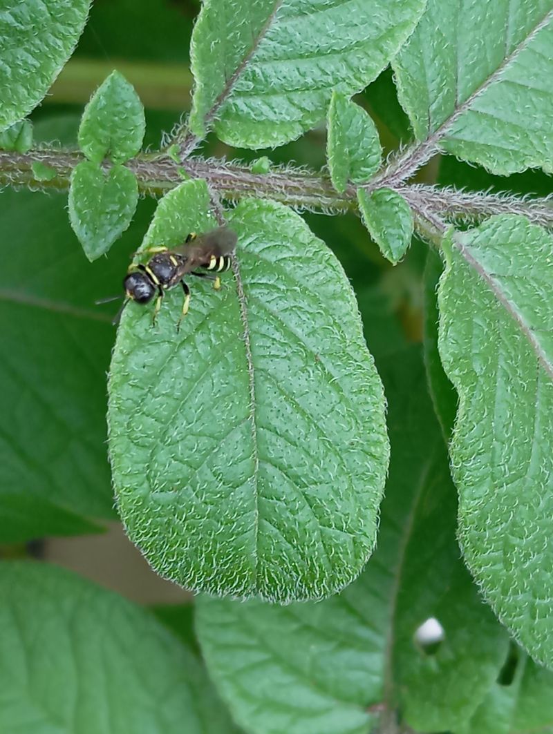 Ancistrocerus antilope